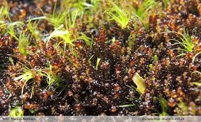 Attēlu rezultāti vaicājumam “Anastrophyllum minutum”