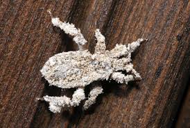 Attēlu rezultāti vaicājumam “Reduvius personatus”