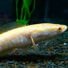 Image result for Channa argus