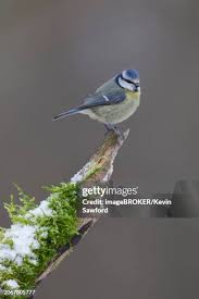 Attēlu rezultāti vaicājumam “Cyanistes caeruleus adult”