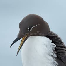 Image result for Uria aalge