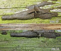 Attēlu rezultāti vaicājumam “Enteridium olivaceum”