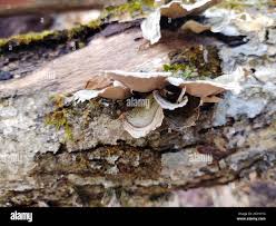 Attēlu rezultāti vaicājumam “Stereum fasciatum”