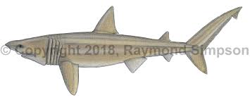 Image result for Cetorhinus maximus