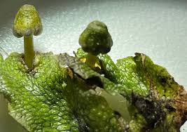 Attēlu rezultāti vaicājumam “Conocephalum salebrosum”