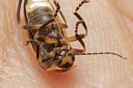 Attēlu rezultāti vaicājumam “Lampyridae”