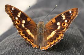 Attēlu rezultāti vaicājumam “Apatura ilia”