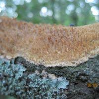 Attēlu rezultāti vaicājumam “Radulomyces confluens”