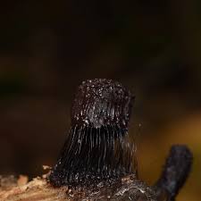 Attēlu rezultāti vaicājumam “Stemonitidaceae”