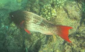 Image result for Scarus rubroviolaceus