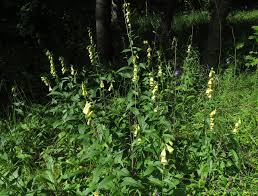 Attēlu rezultāti vaicājumam “Oenothera rubricauli leaf”