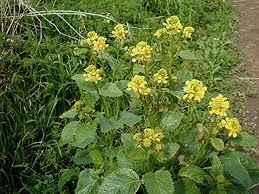 Attēlu rezultāti vaicājumam “Sinapis arvensis”