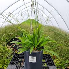 Attēlu rezultāti vaicājumam “Lycogala succineum sessile”