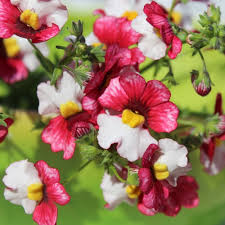 Image result for Elfenspiegel