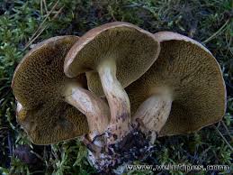 Attēlu rezultāti vaicājumam “Suillus bovinus”