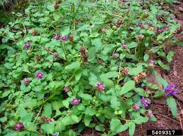 Attēlu rezultāti vaicājumam “Prunella vulgaris flower”