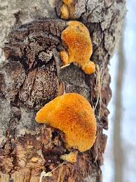 Attēlu rezultāti vaicājumam “Dichomitus campestris”