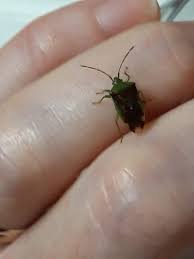 Attēlu rezultāti vaicājumam “Elasmostethus interstinctus nymph”