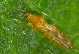 Attēlu rezultāti vaicājumam “Thysanoptera”