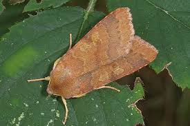 Attēlu rezultāti vaicājumam “Agrochola helvola imago”