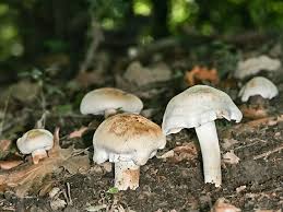 Attēlu rezultāti vaicājumam “Tricholoma album”