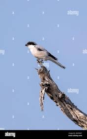 Image result for Lanius minor