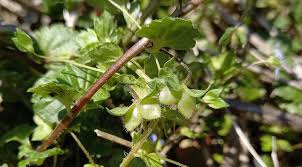 Attēlu rezultāti vaicājumam “Veronica persica fruit”