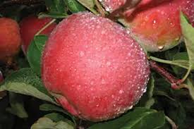 Attēlu rezultāti vaicājumam “Malus domestica fruit”