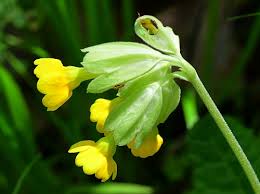 Attēlu rezultāti vaicājumam “Primula veris leaf”