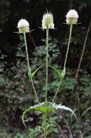 Image result for Dipsacus laciniatus