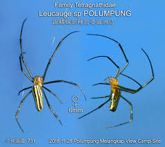 Attēlu rezultāti vaicājumam “Tetragnathidae”