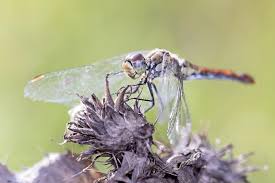 Attēlu rezultāti vaicājumam “Sympetrum vulgatum”