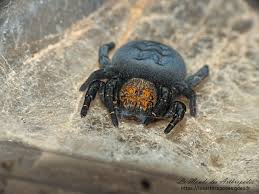 Attēlu rezultāti vaicājumam “Phylloneta cocoon”