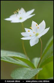 Attēlu rezultāti vaicājumam “Trientalis europaea leaf”