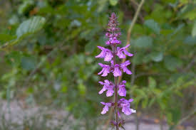 Attēlu rezultāti vaicājumam “Stachys palustris flower”