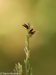Attēlu rezultāti vaicājumam “Molinia caerulea flower”