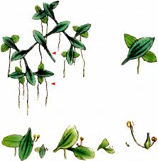 Attēlu rezultāti vaicājumam “Lemna trisulca”