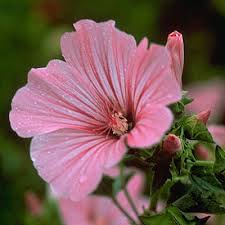 Image result for Lavatera trimestris