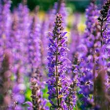 Attēlu rezultāti vaicājumam “Salvia nemorosa flower”