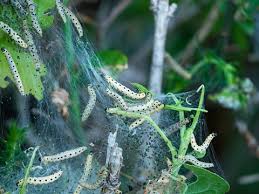 Attēlu rezultāti vaicājumam “Yponomeuta malinellus / cagnagella imago”