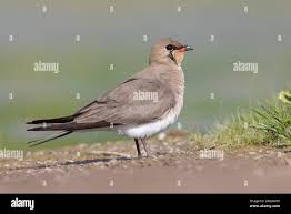 Image result for Glareola pratincola