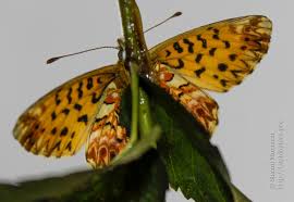 Attēlu rezultāti vaicājumam “Boloria titania underside”