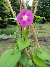 Image result for Prunkwinde