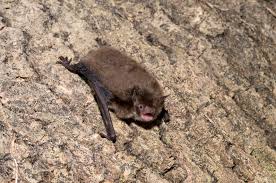 Attēlu rezultāti vaicājumam “Myotis daubentonii”