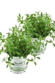 Image result for Bohnenkraut