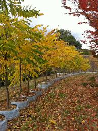 Attēlu rezultāti vaicājumam “Gymnocladus dioicus”