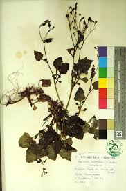 Attēlu rezultāti vaicājumam “Lapsana communis fruit”