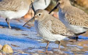 Attēlu rezultāti vaicājumam “Calidris alpina”