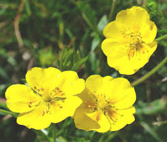 Attēlu rezultāti vaicājumam “Helianthemum nummularium”