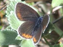 Attēlu rezultāti vaicājumam “Cyaniris semiargus female”